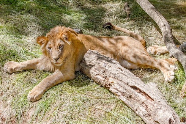 León joven animal tirado en la hierba