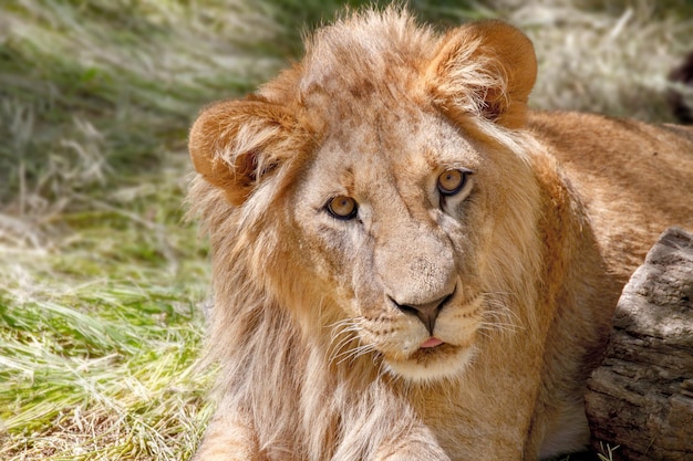 León joven animal tirado en la hierba