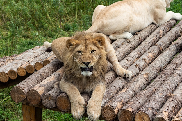 León joven se encuentra en la plataforma en el zoológico