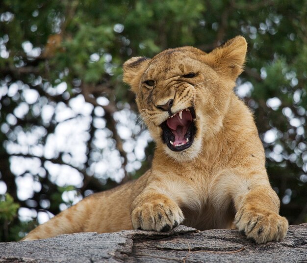 El león joven está bostezando. Bozales de expresión divertida. Sabana. Parque Nacional. Kenia. Tanzania. Masai Mara. Serengeti.