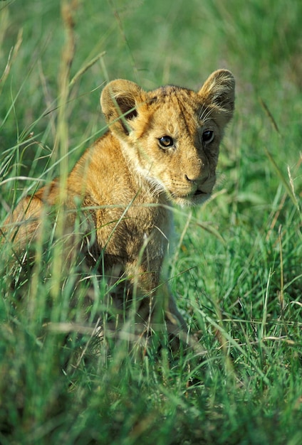 León joven Panthera leo en la hierba alta Masai Mara Kenya