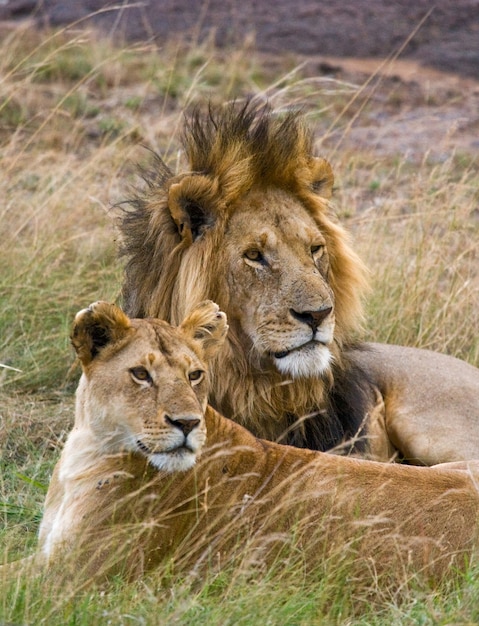 León y leona se encuentran en la sabana.