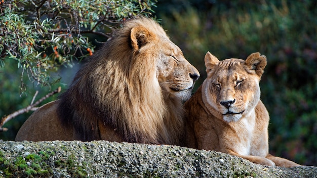 Foto el león y la leona están durmiendo.