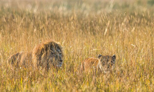 León y Leona están juntos