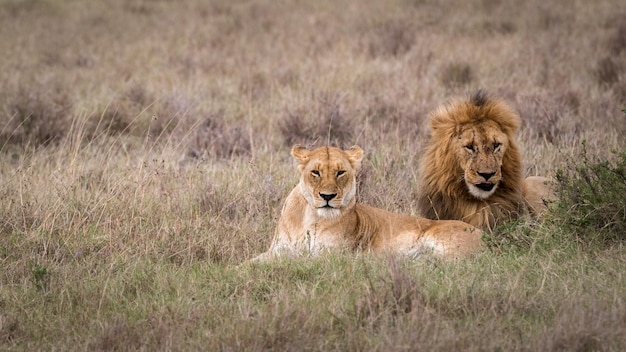 León y leona juntos en praderas de África