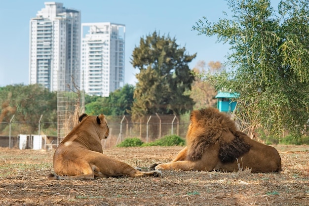 León y Leona miran a lo lejos