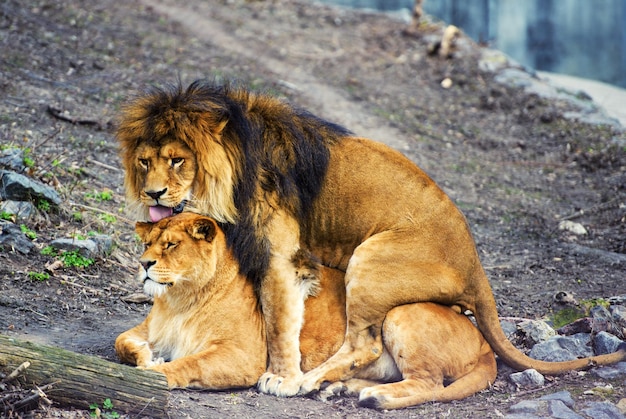 león y la leona