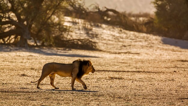 León macho africano caminando en una duna de arena al amanecer en el parque transfronterizo de Kgalagadi, Sudáfrica Especie panthera leo familia de felidos