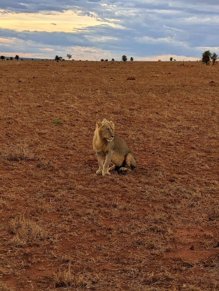 León macho africano