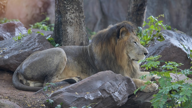 León macho blanco descansando en el bosque