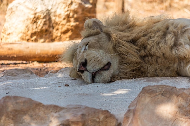 Foto un león macho de crina grande se acuesta en la arena y duerme