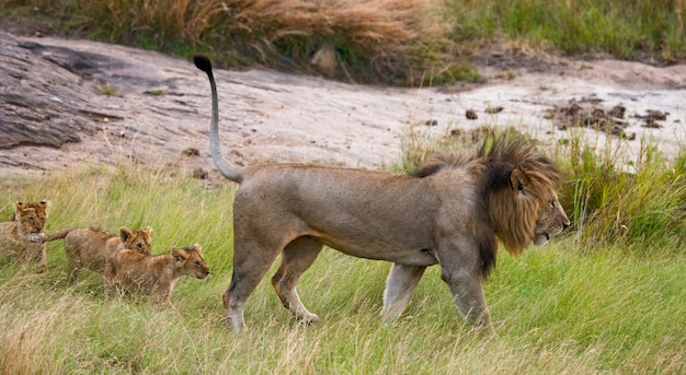 León macho grande con cachorro