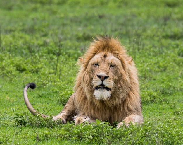 León macho grande está tumbado en la hierba.