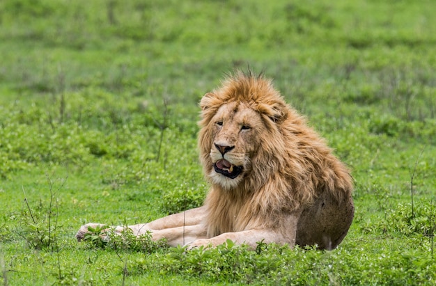 León macho grande está tumbado en la hierba.