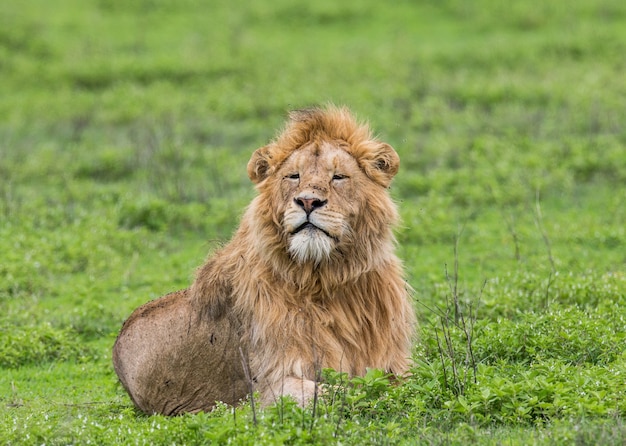 León macho grande está tumbado en la hierba.