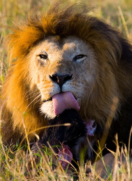 León macho grande con hermosa melena está comiendo presas. Parque Nacional. Kenia. Tanzania. Masai Mara. Serengeti.