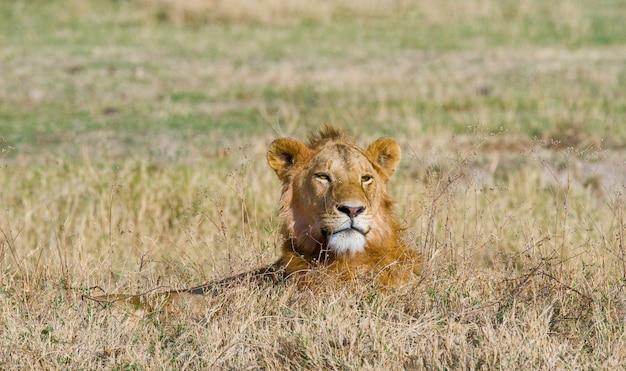 León macho grande en la sabana