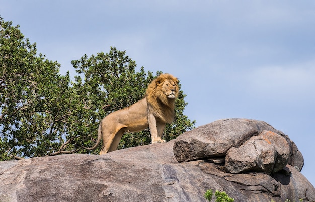 Foto león macho grande sobre una gran roca.