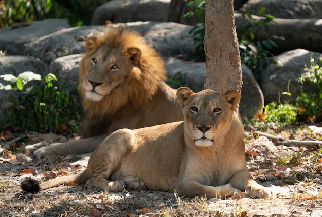 León macho y hembra en ambiente cautivo