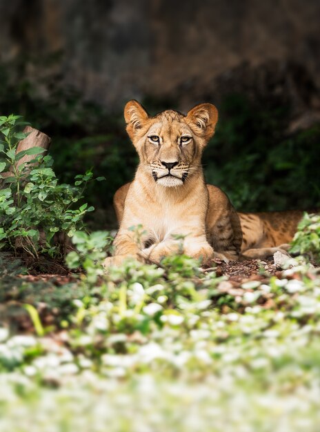 León macho joven soltero en el bosque