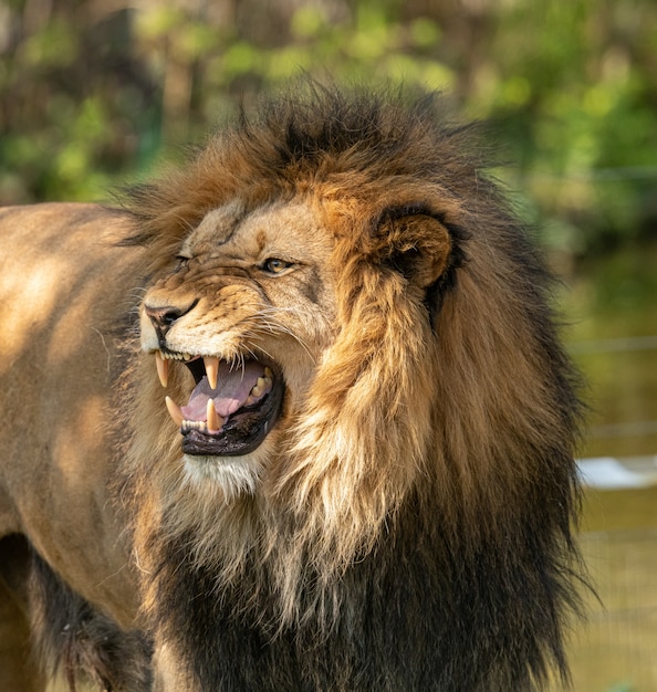 León macho mostrando sus dientes