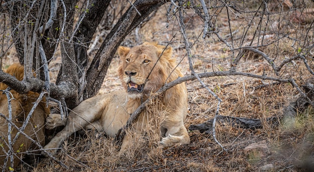 León macho Panthera Leo relajándose a la sombra en el Parque Nacional Kruger