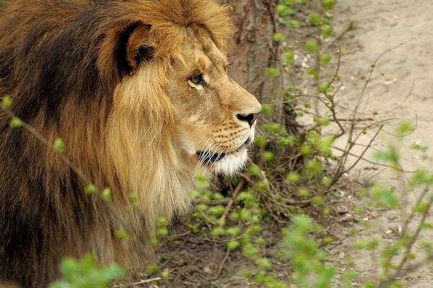 León macho en todo su esplendor