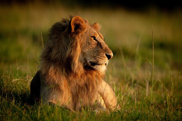 El león macho yace en la hierba mirando hacia la derecha