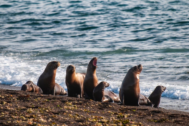 Foto león marino de américa del sur otaria flavescens hembraxapenínsula valdes chubutpatagonia argentina