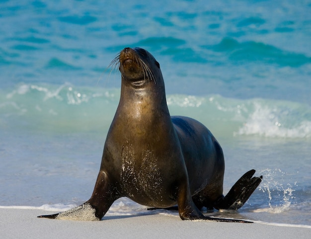 León marino en la arena a la orilla del mar