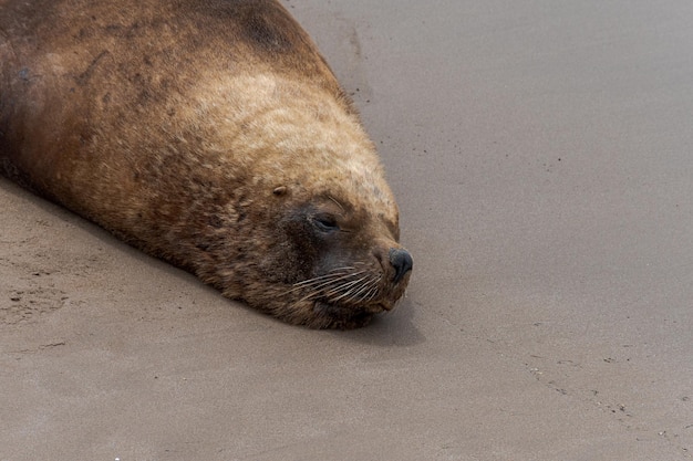 León marino durmiendo tirado en la arena en la orilla