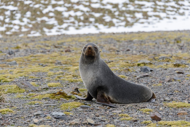 león marino en el mar