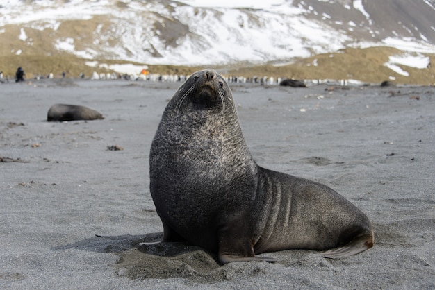 león marino en el mar