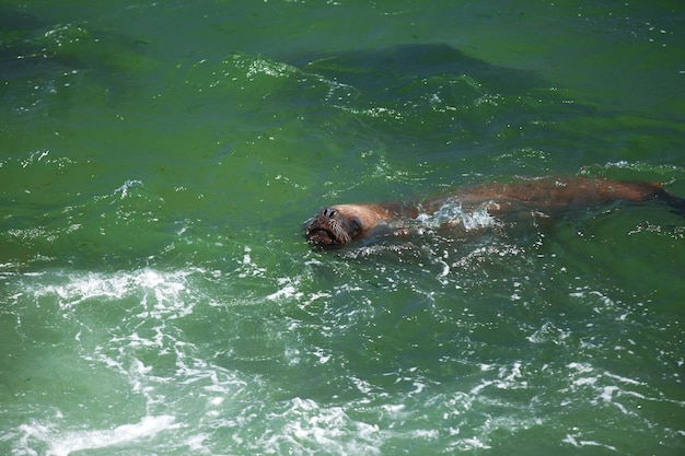 León marino nadando en el océano