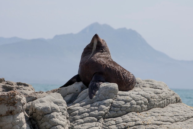 Foto león marino negro en kaikoura, nueva zelanda