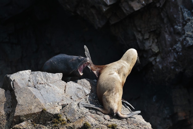 león marino (Otaria flavescens)