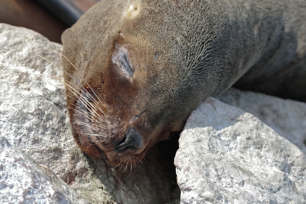 león marino (Otaria flavescens)