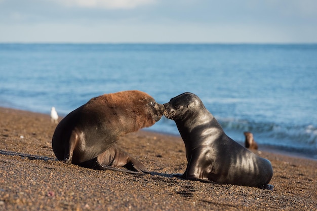 León marino en la playa de la Patagonia