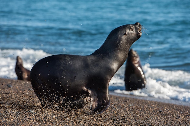 León marino en la playa de la Patagonia