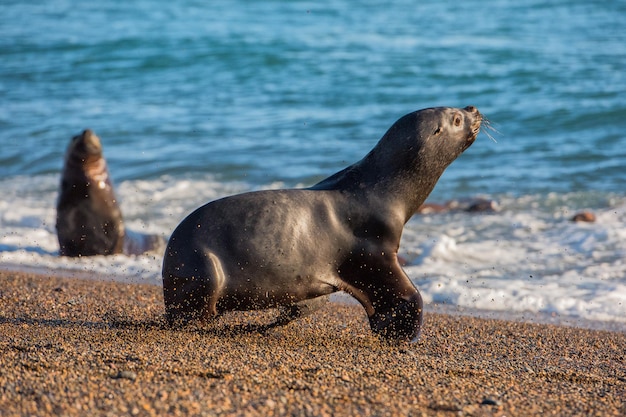 León marino en la playa de la Patagonia