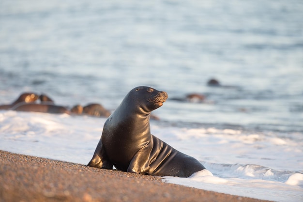 León marino en la playa de la Patagonia