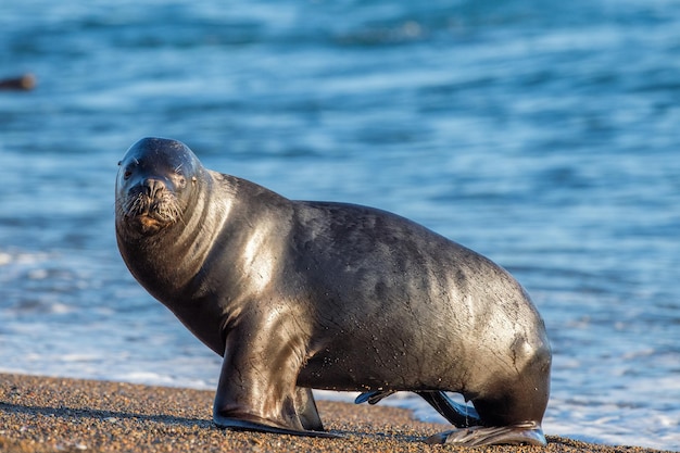 León marino en la playa de la Patagonia