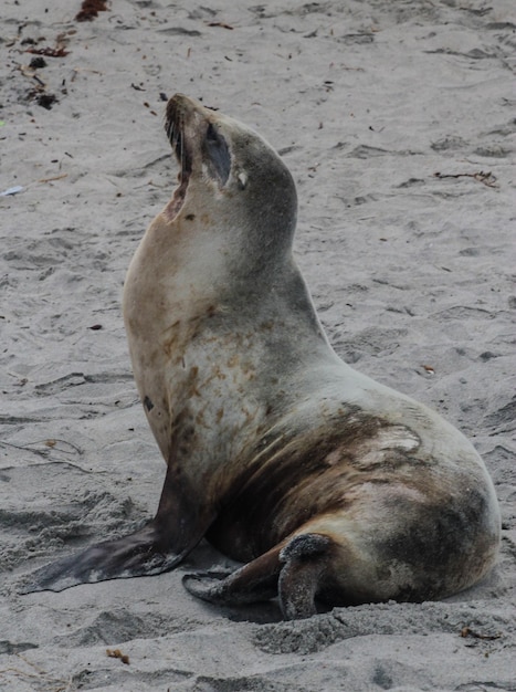 Foto el león marino en la playa