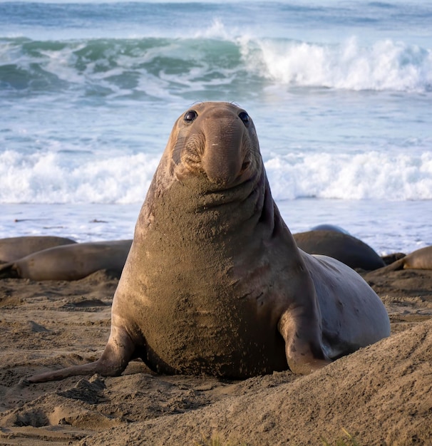 Foto un león marino relajándose en la playa