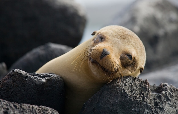 León marino en las rocas