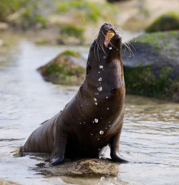 León marino en las rocas