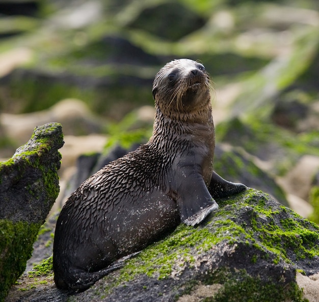 León marino en las rocas