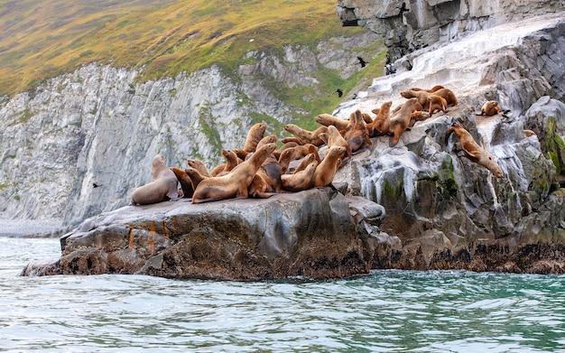 El león marino de Steller sentado en una isla rocosa en el Océano Pacífico en la península de Kamchatka