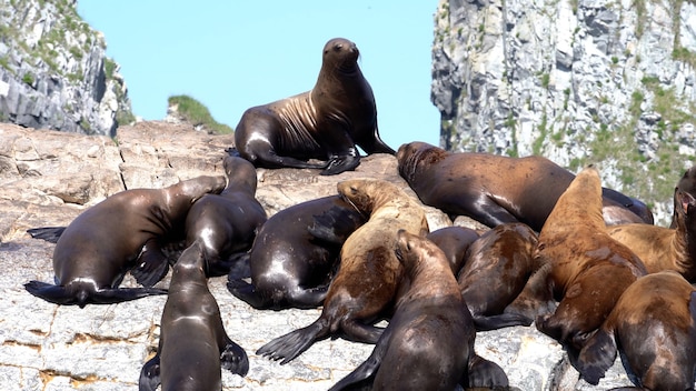 León marino de Steller sentado en una isla rocosa en el océano pacífico en la península de kamchatka