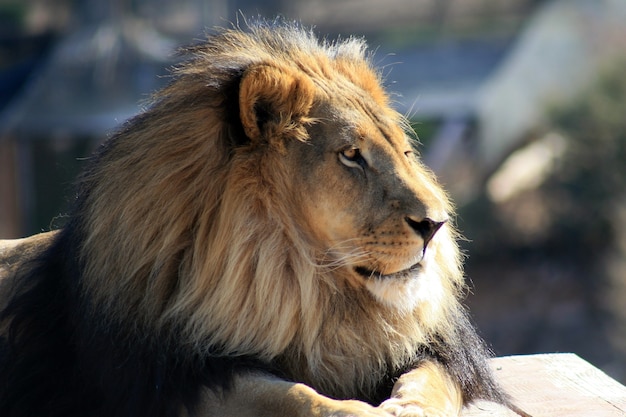 Un león con una melena esponjosa mira a lo lejos.